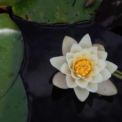 Employee Wellness Dashboard